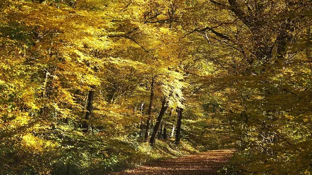 Photo de Saint-Bonnet-Tronçais