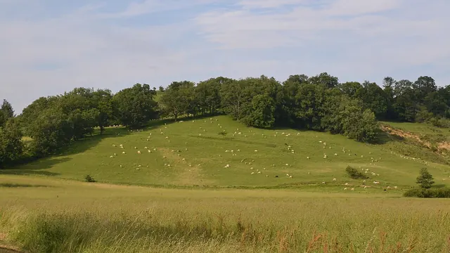 Photo de Régat