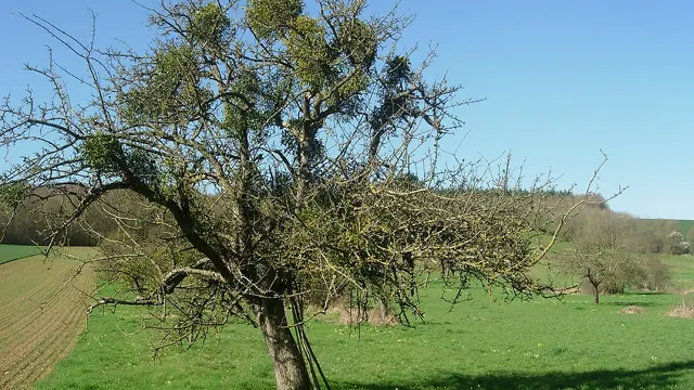 Photo de Estissac