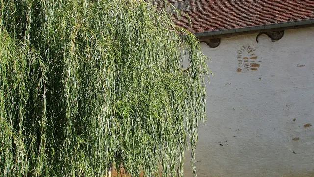 Photo de Fralignes