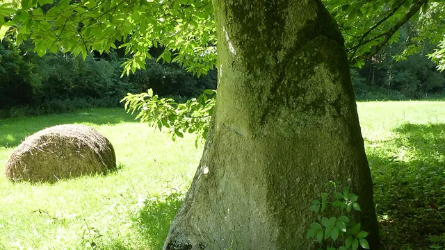 Photo de Plouvara