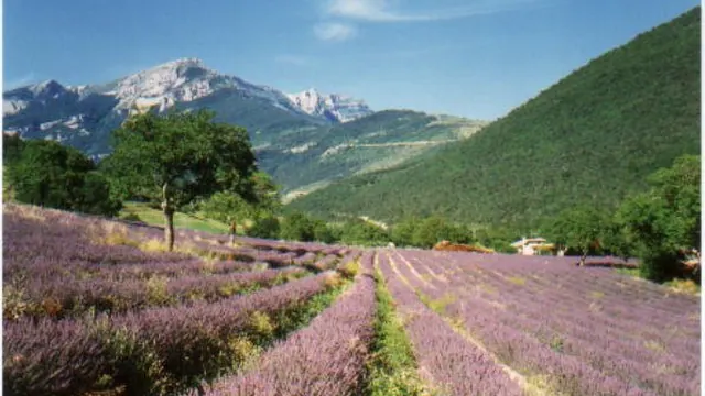 Photo de Chamaloc