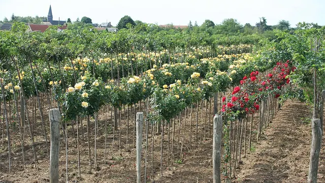 Photo de Caillouet-Orgeville