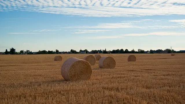 Photo de Tournedos-Bois-Hubert