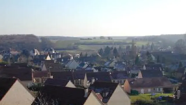 Photo de Houx