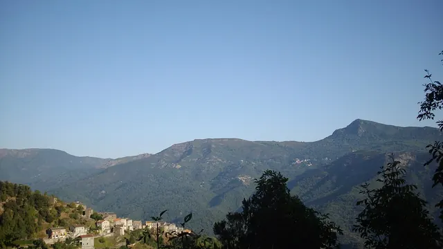 Photo de Pruno