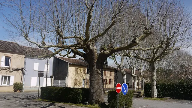 Photo de Anan