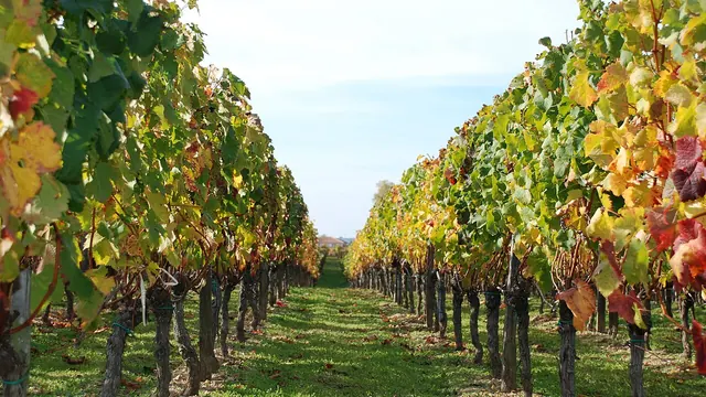 Photo de Lalande-de-Pomerol