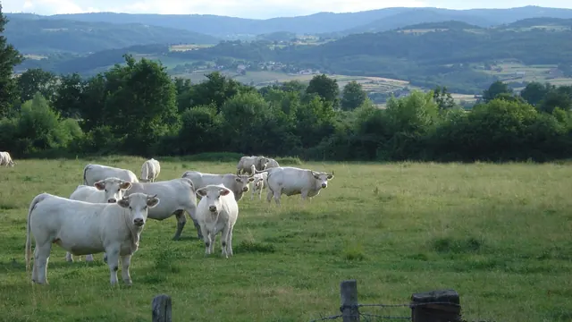 Photo de Chalain-d'Uzore