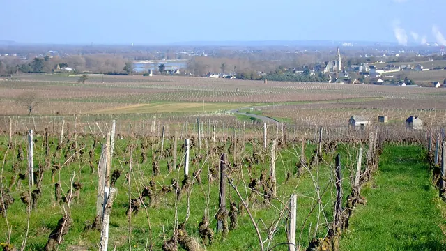 Photo de Souzay-Champigny