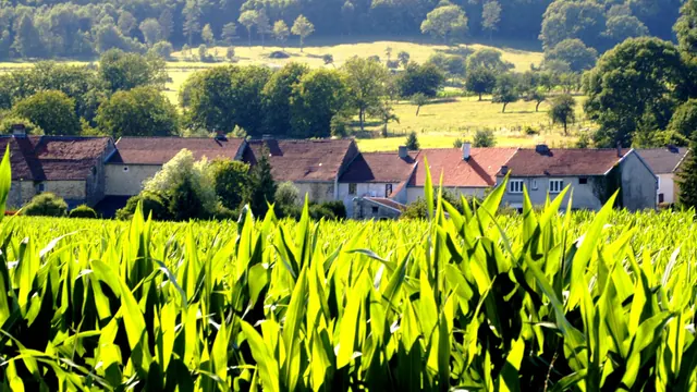 Photo de Nijon