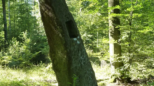 Photo de Rosteig
