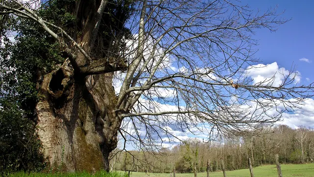 Photo de Saint-Sulpice-les-Feuilles